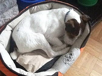 Wonder dog survives 91 M fall...